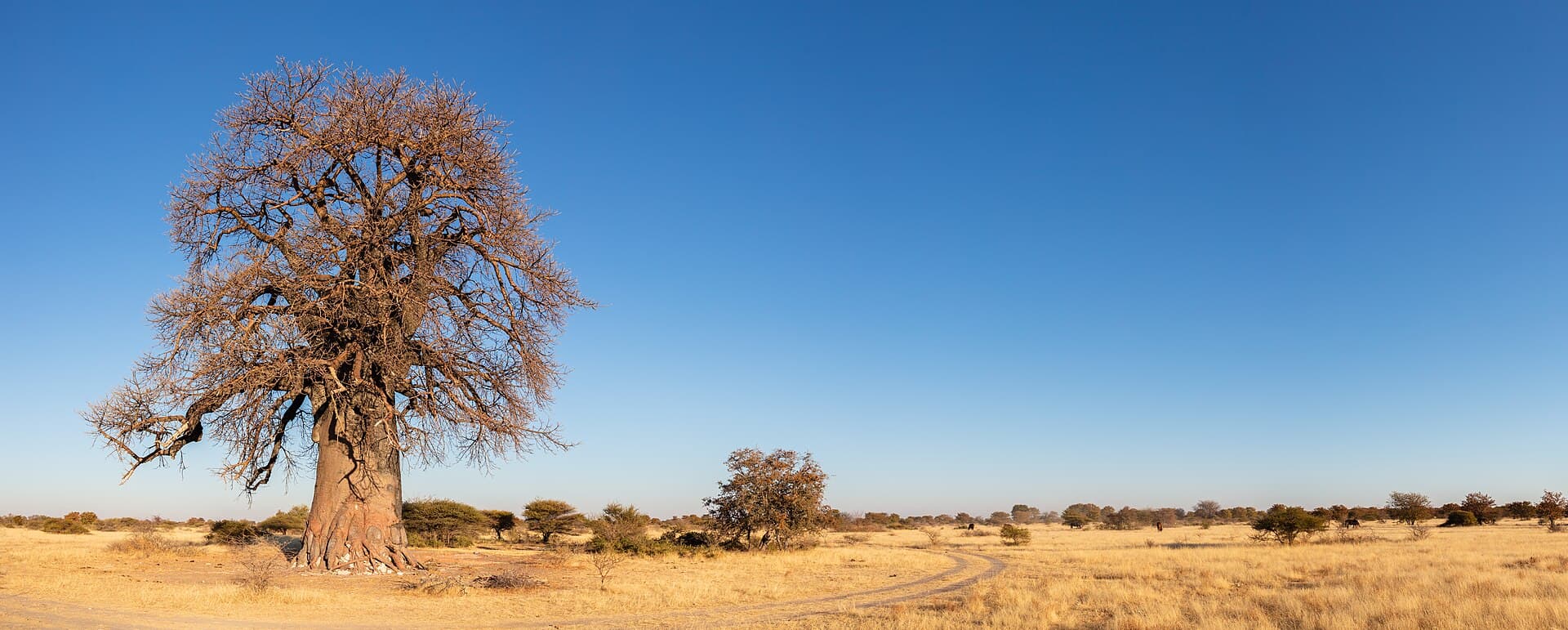 Botswana landscape — Wildfires in Botswana