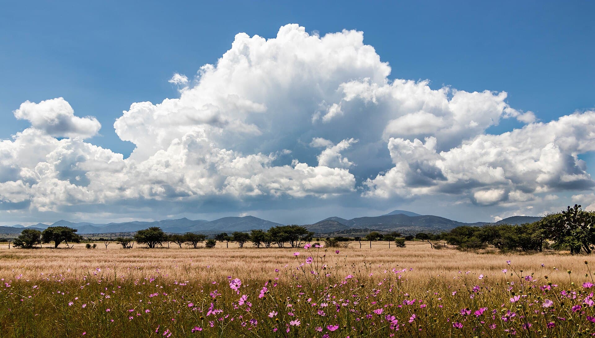Mexico landscape — Wildfires in Mexico
